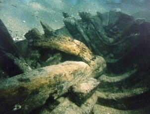 Condura Croatica - underwater